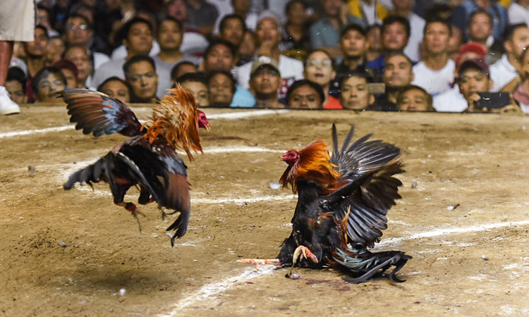 Các loại hình game Đá Gà