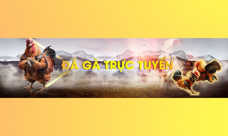 Thông tin về đá gà Sunwin hiện nay